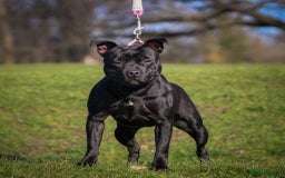 Staffordshire Bull Terrier dogs for sale: Black Adult female  - Image 2