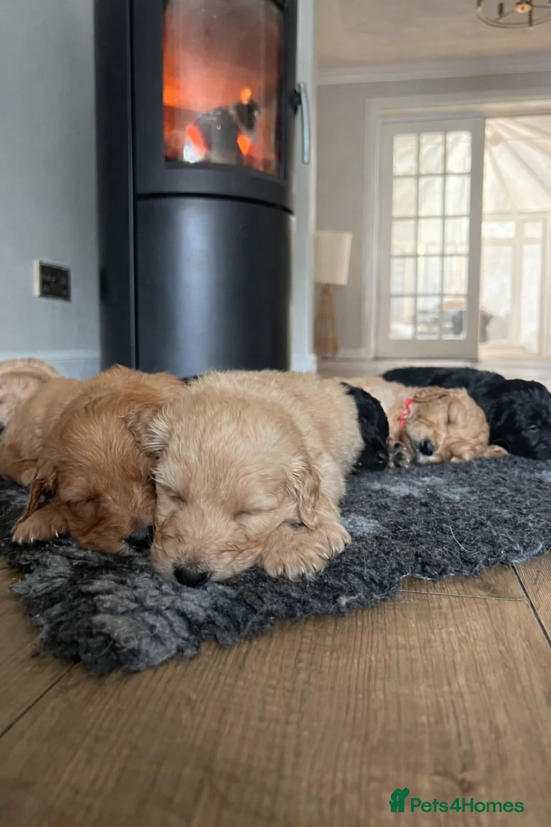 Goldendoodle dogs for sale: F1 Goldendoodles 🖤💛 - Advert 37