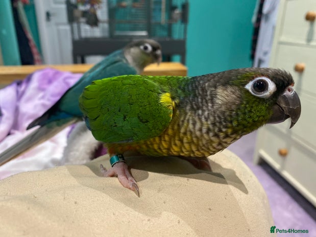 Conures birds in Trowbridge - Advert 18