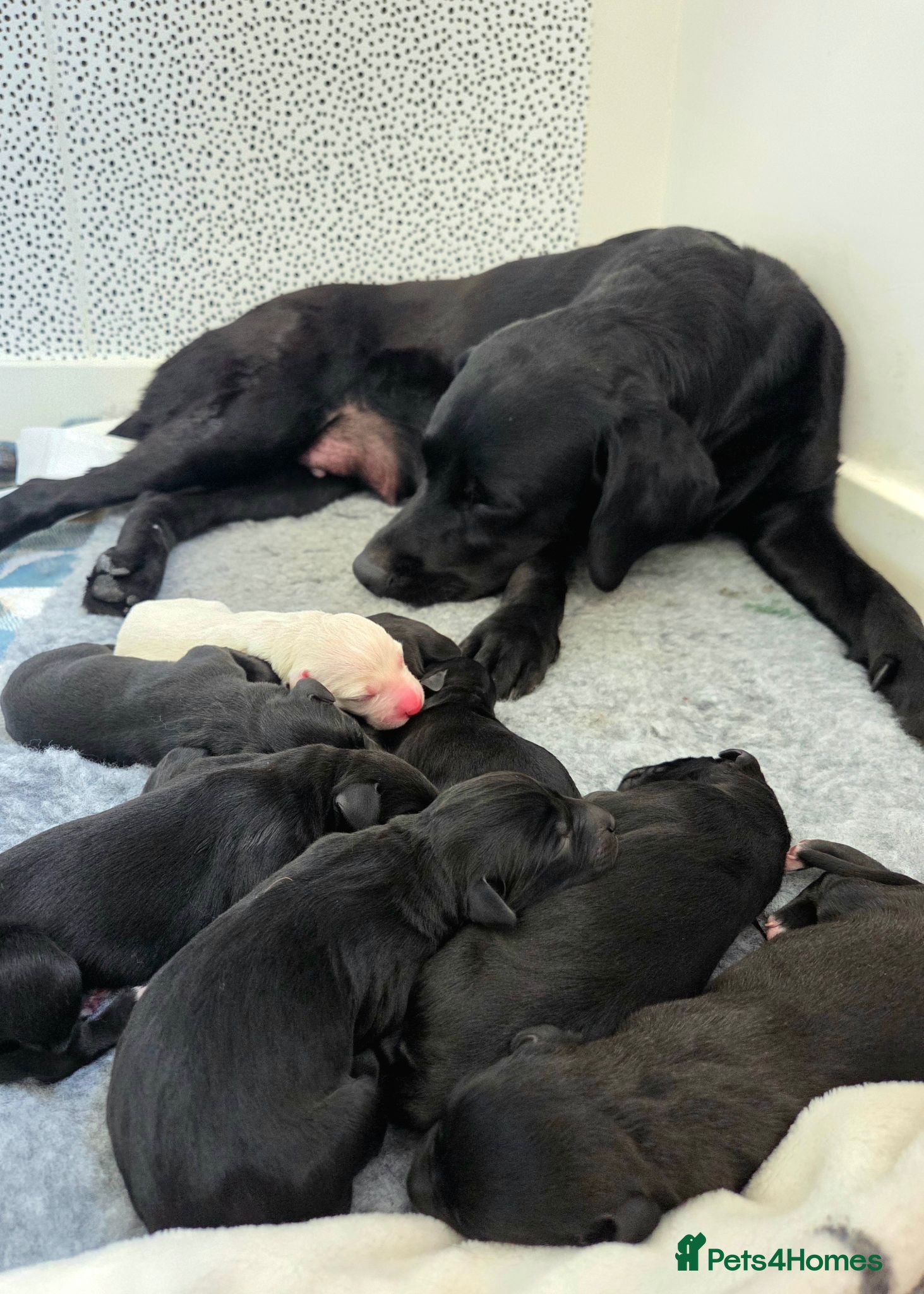 Mixed Breed dogs 🐾 Beautiful Labrador × Whippet Puppies! 🐾 - Advert 1