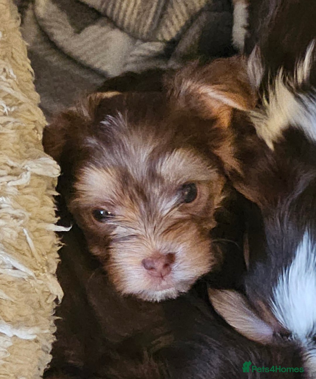 Yorkshire Terrier dogs for sale: 🤎 DNA tested parents 🤎 1 girl, 1 boy - Advert 2