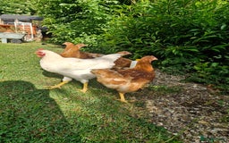 Chickens poultry for sale: Chickens - Image 5