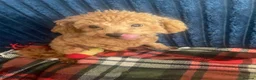 Toy Poodle dogs for sale: 🧸Stunning kc red tiny toy poodles mini bears 🧸  - Advert 11