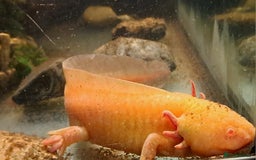 Axolotl reptiles for sale: Axolotls  - Image 32