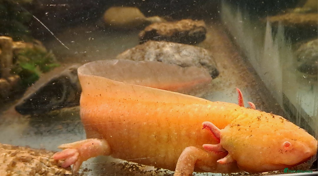 Axolotl reptiles for sale: Axolotls  - Image 32