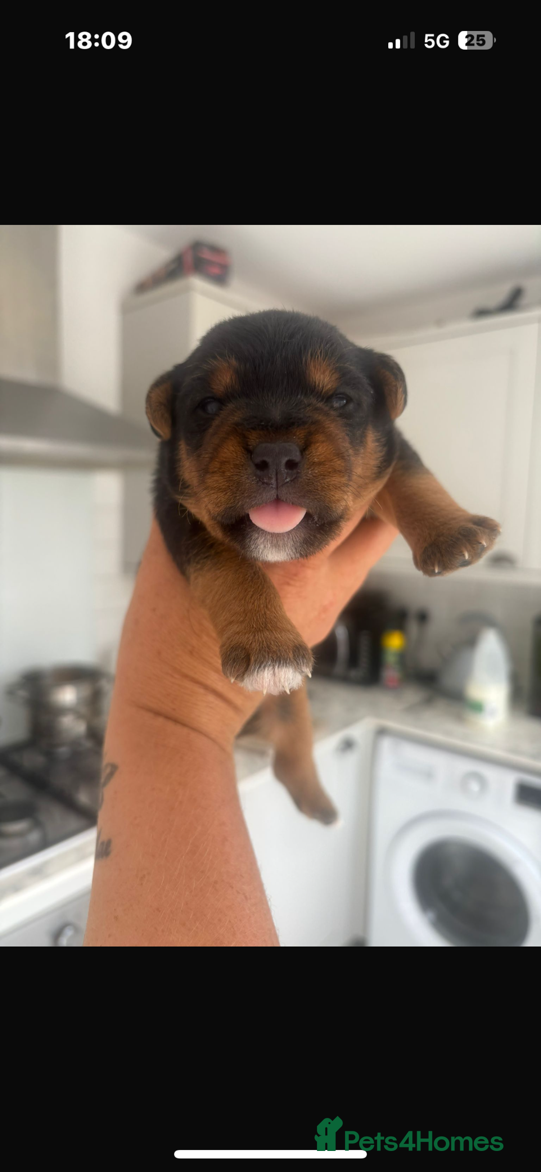 Patterdale Terrier dogs for sale: ❤️❤️Rosie & bobs litter ❤️❤️ - Image 16