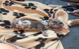Mixed Breed dogs for sale: American bull staff puppies  - Image 11