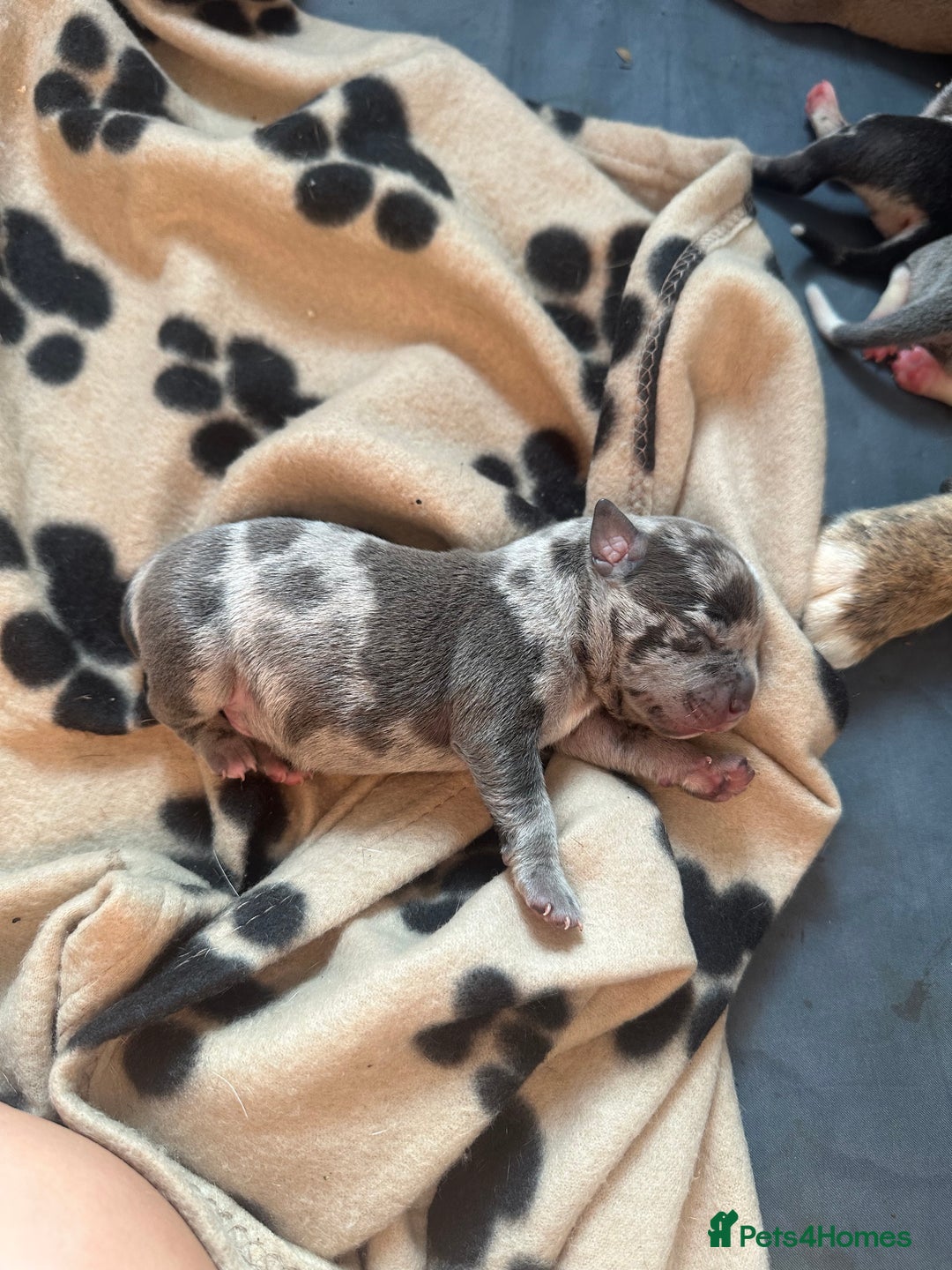 Mixed Breed dogs for sale: American bull staff puppies  - Image 11
