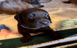 Mixed Breed dogs for sale: Beautiful DoxiPoo puppies  - Image 19