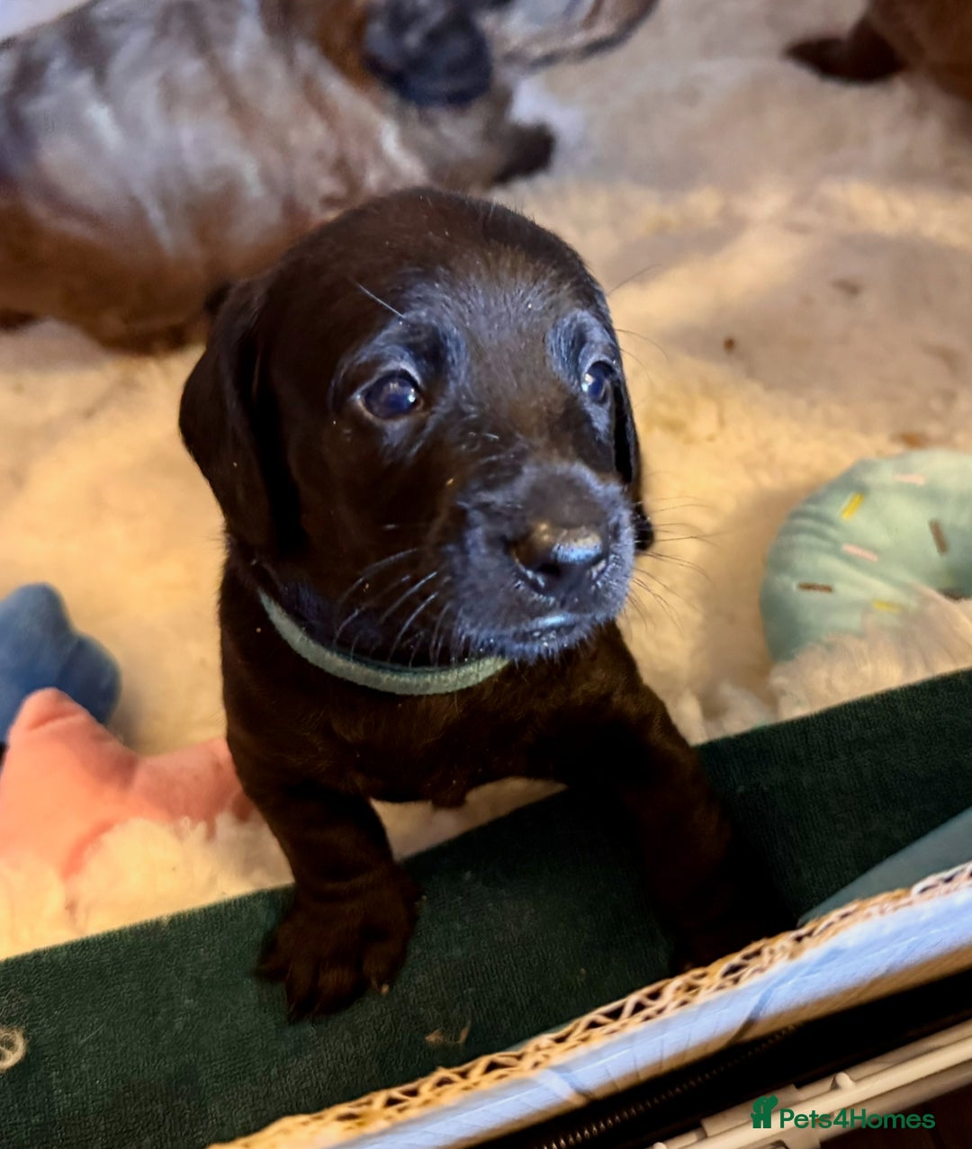 Mixed Breed dogs for sale: Beautiful DoxiPoo puppies  - Image 19