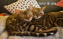 Bengal cats for sale: Pedigree,  TICA, loving, luxurious bengals - Advert 11