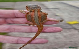 Bearded Dragon reptiles for sale: Pogona vitticeps + vitticeps/Barbata hybrids - Image 11