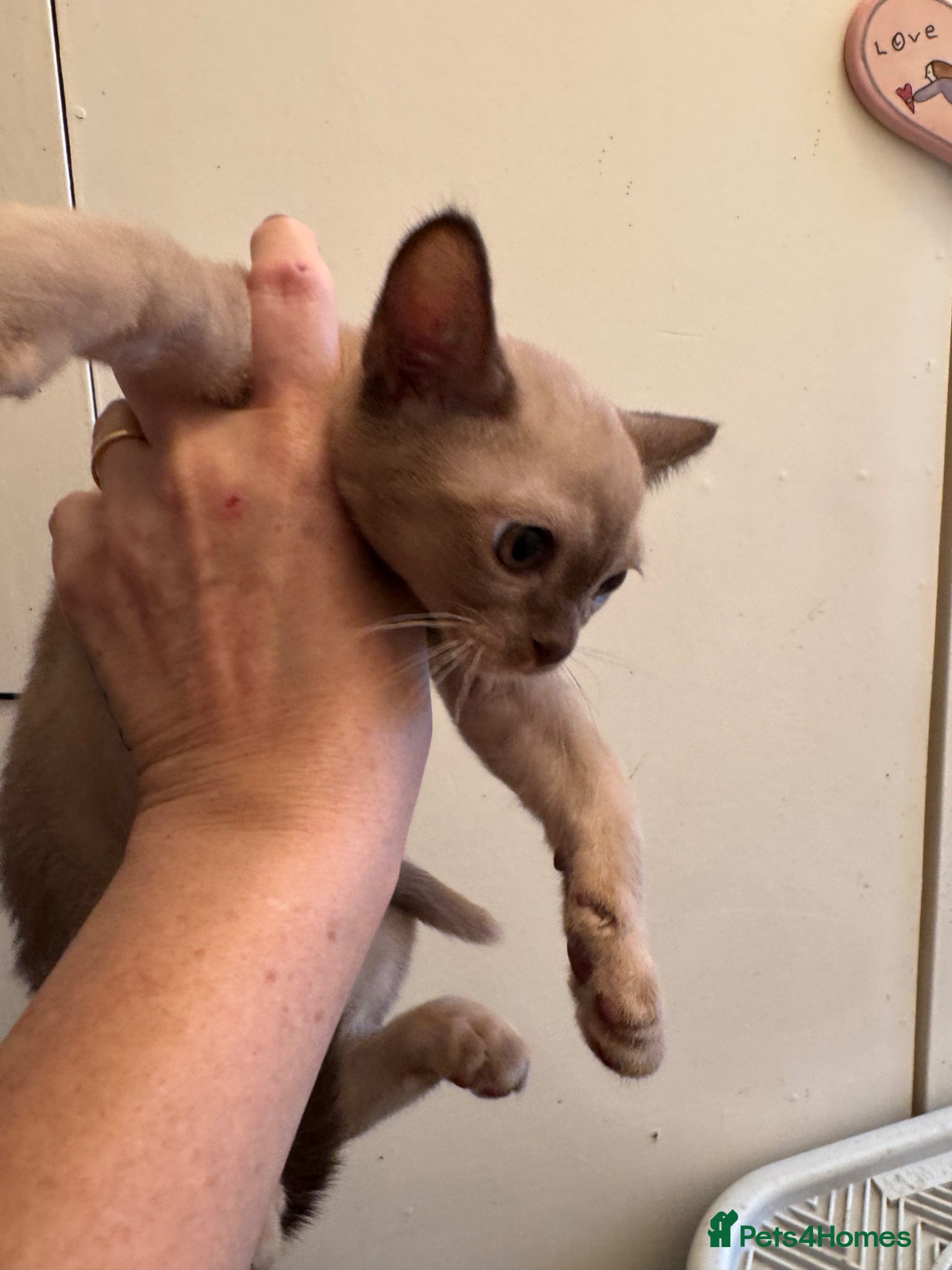 Burmese cats for sale: Adorable Burmese Kittens - Advert 10