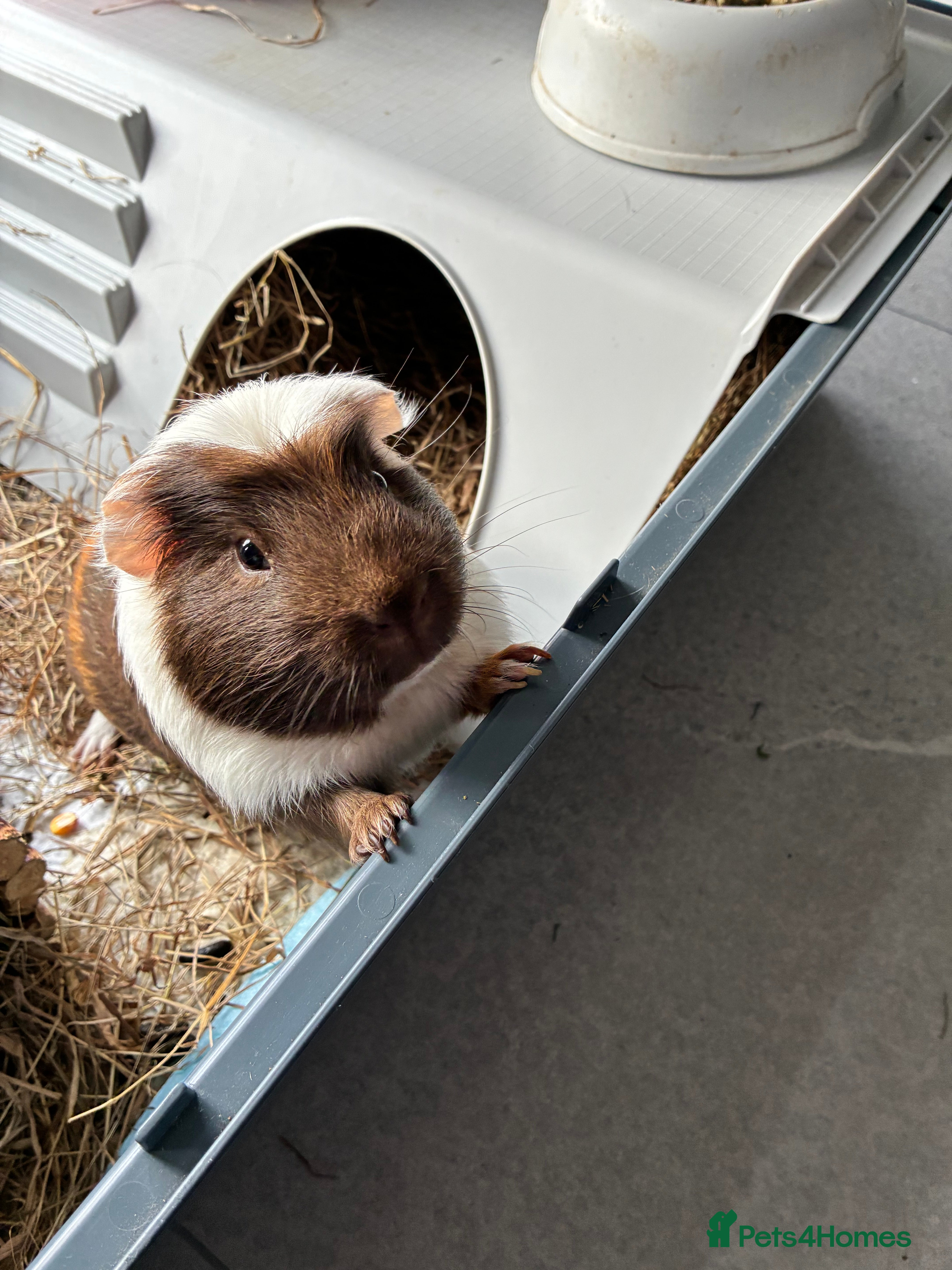 Guinea Pig rodents Male single Guinea Pig  - Advert 4