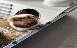 Guinea Pig rodents for sale: Male single Guinea Pig  - Advert 1