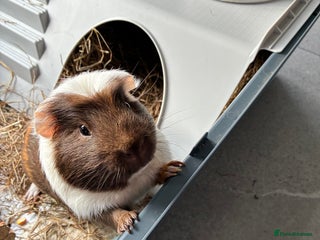 Guinea Pig rodents for sale: Male single Guinea Pig - Advert 1