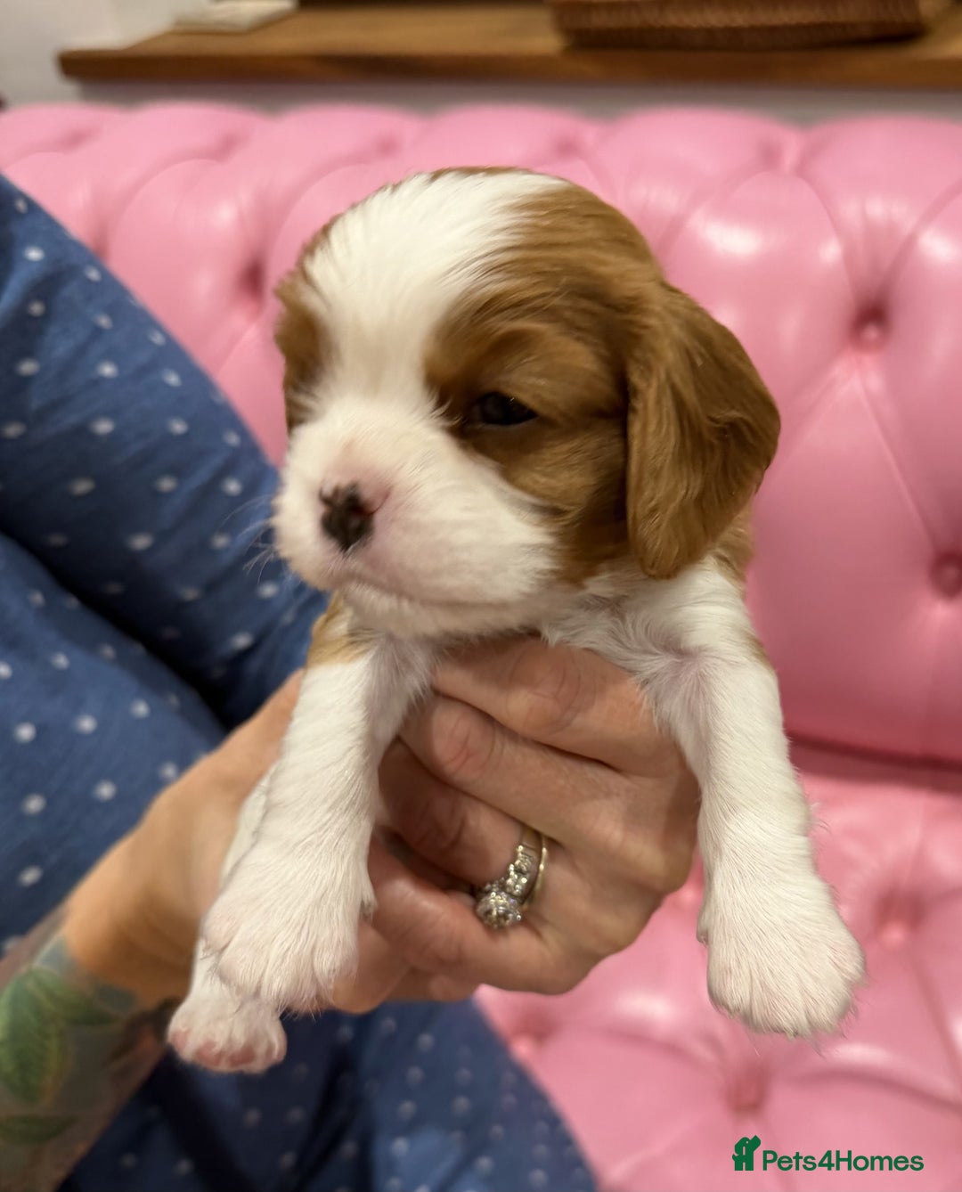 Cavalier King Charles Spaniel dogs for sale: Cavalier King Charles Spaniel puppies - Advert 7