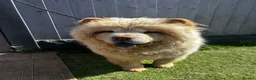 Chow Chow dogs for sale: Stunning female chow chow  - Advert 5