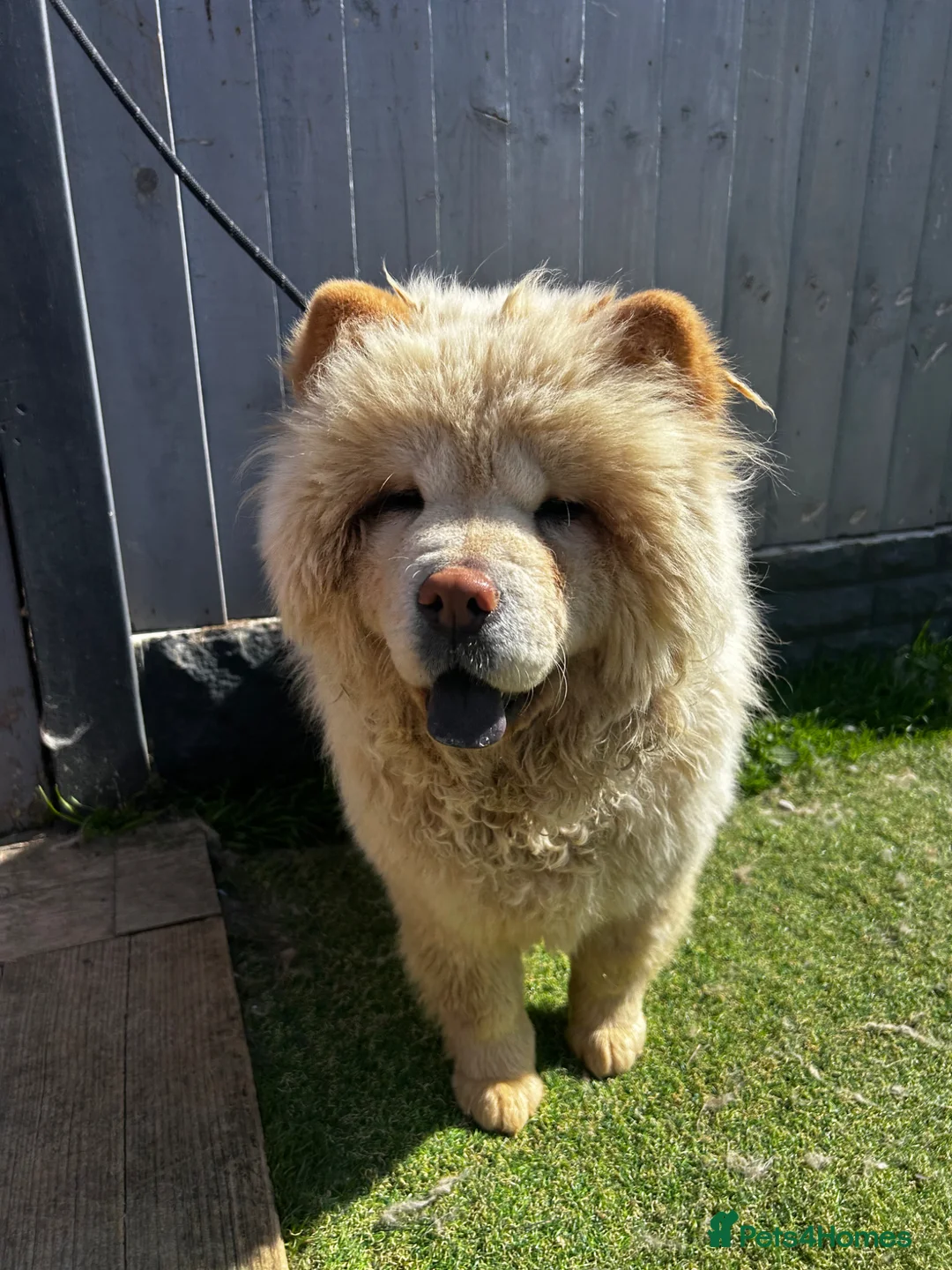 Chow Chow dogs for sale: Stunning female chow chow  - Advert 5