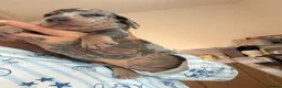 Miniature Dachshund dogs for sale: Beautiful miniature dachshund puppies  - Advert 12
