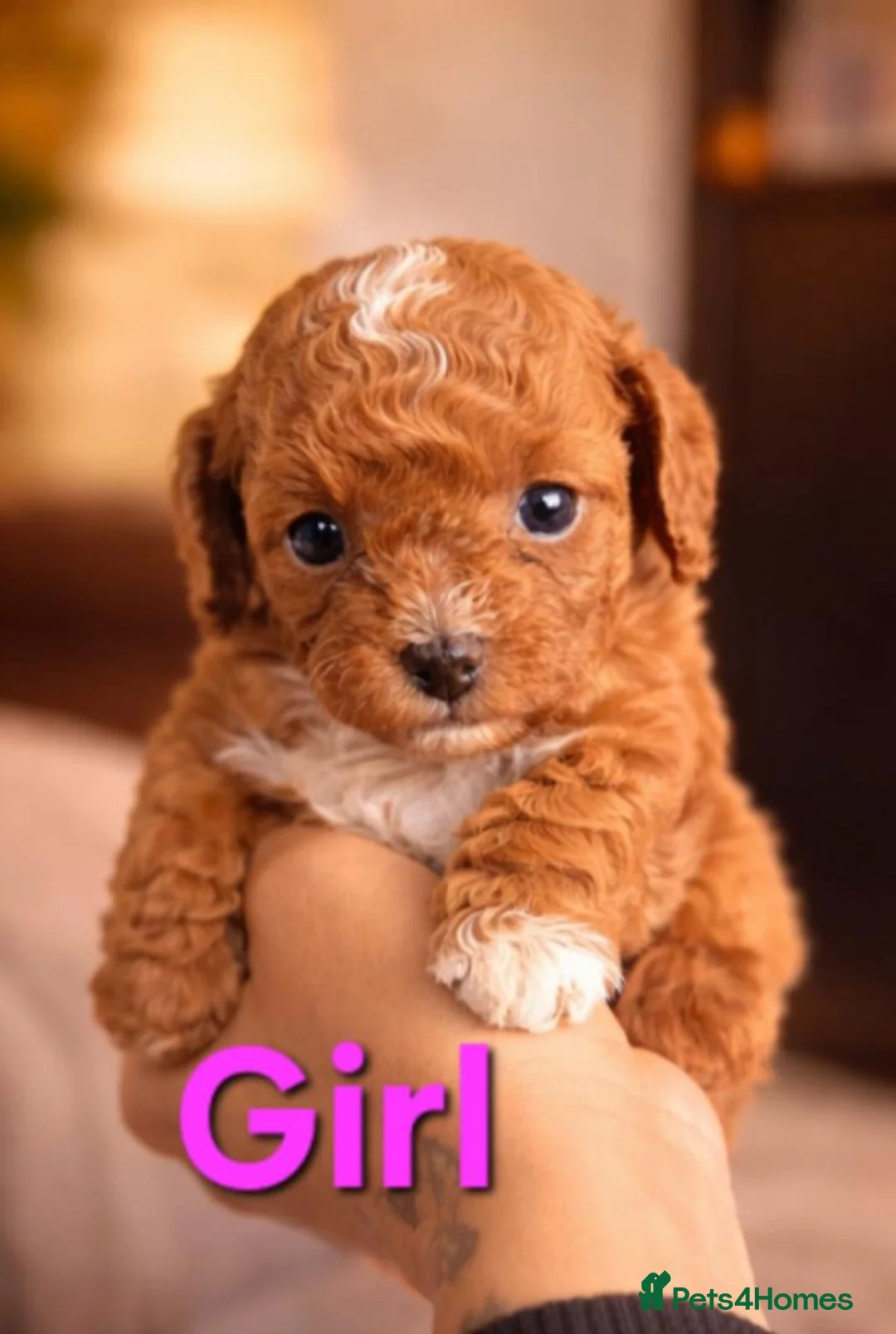Cavapoo dogs for sale: Stunning Red Cavapoo Puppies Available in Manchester - Advert 2