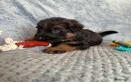 German Shepherd dogs for sale: K/C Registered German Shepherd Puppies  - Image 15