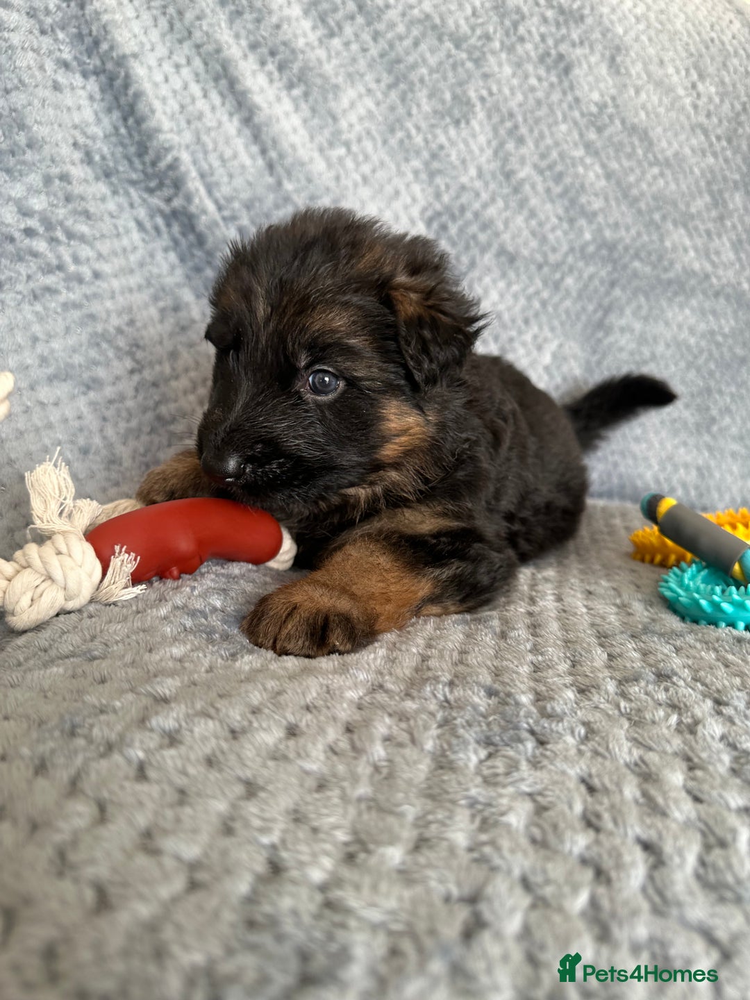 German Shepherd dogs for sale: K/C Registered German Shepherd Puppies  - Image 15