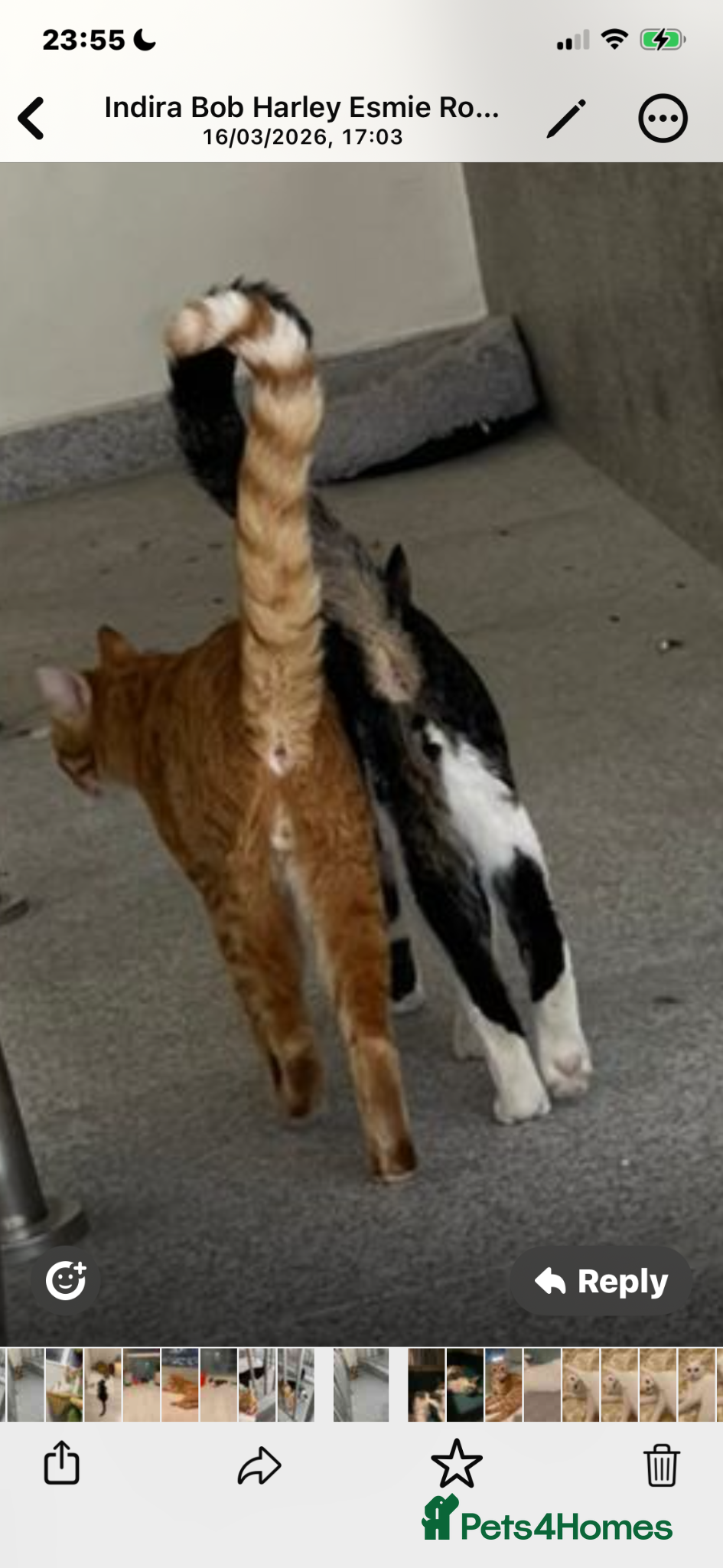 Mixed Breed cats FREDERICK & RUPERT HEALTHY NEUTERED MICROCHIPPED  - Advert 1