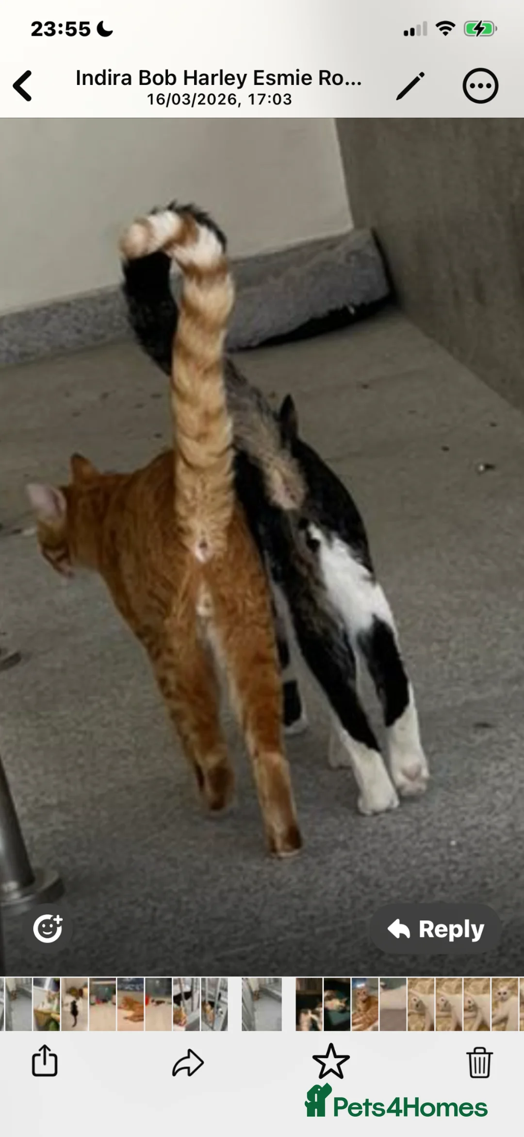 Mixed Breed cats for adoption: FREDERICK & RUPERT HEALTHY NEUTERED MICROCHIPPED  - Advert 1