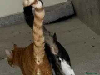 Mixed Breed cats FREDERICK & RUPERT HEALTHY NEUTERED MICROCHIPPED - Advert 1