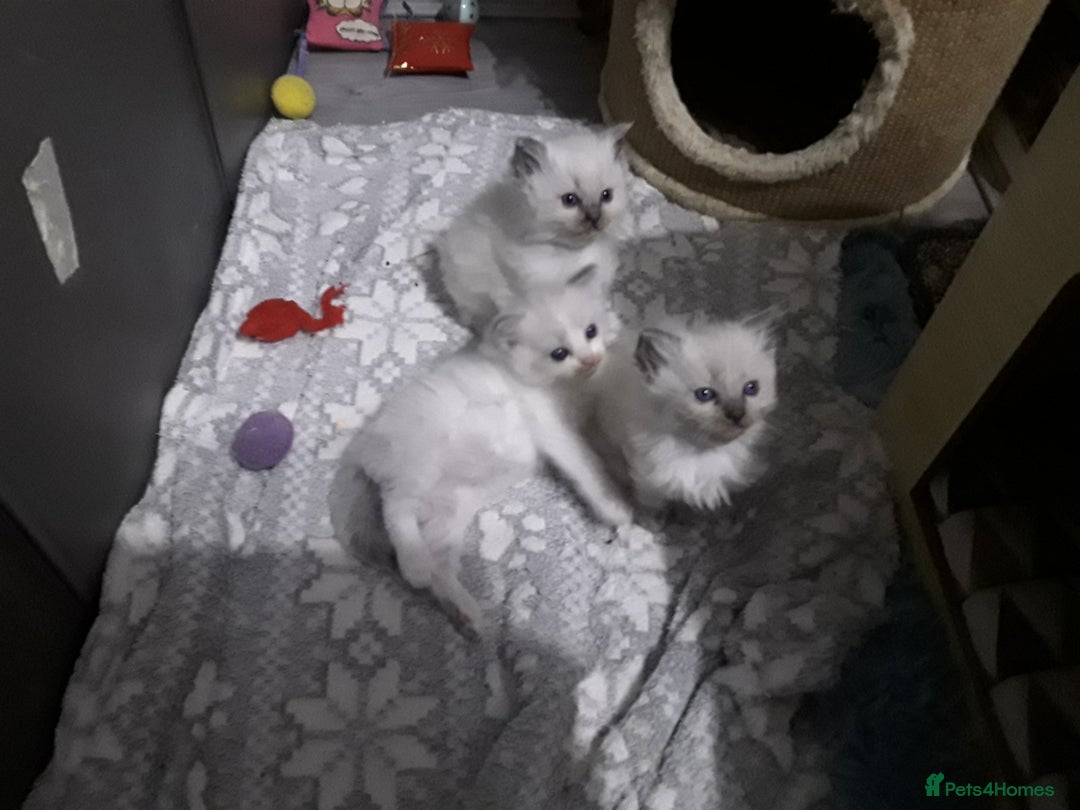 Ragdoll cats for sale: Stunning ragdolls - Advert 14