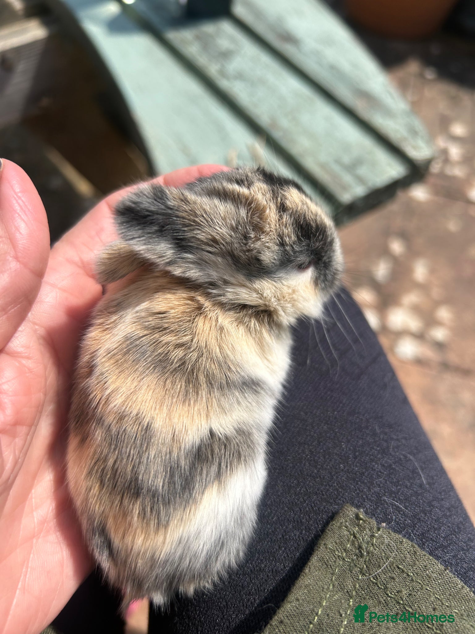 Mini Lop rabbits for sale: Stunning pure mini lop & Mini Rex X ML   - Advert 20