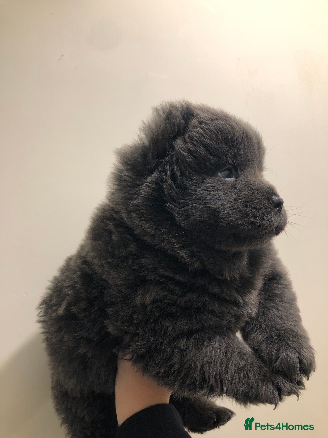 Chow Chow dogs for sale: BLUE CHOW CHOW GIRLS  - Advert 3