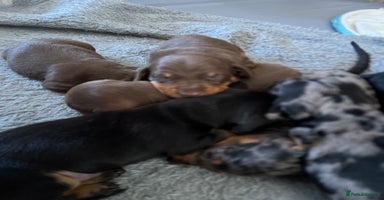 Miniature Dachshund dogs - Advert 14
