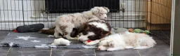 Border Collie dogs for sale: 🐾 Thanks for all enquiries all pups now sold 🐾 - Advert 3