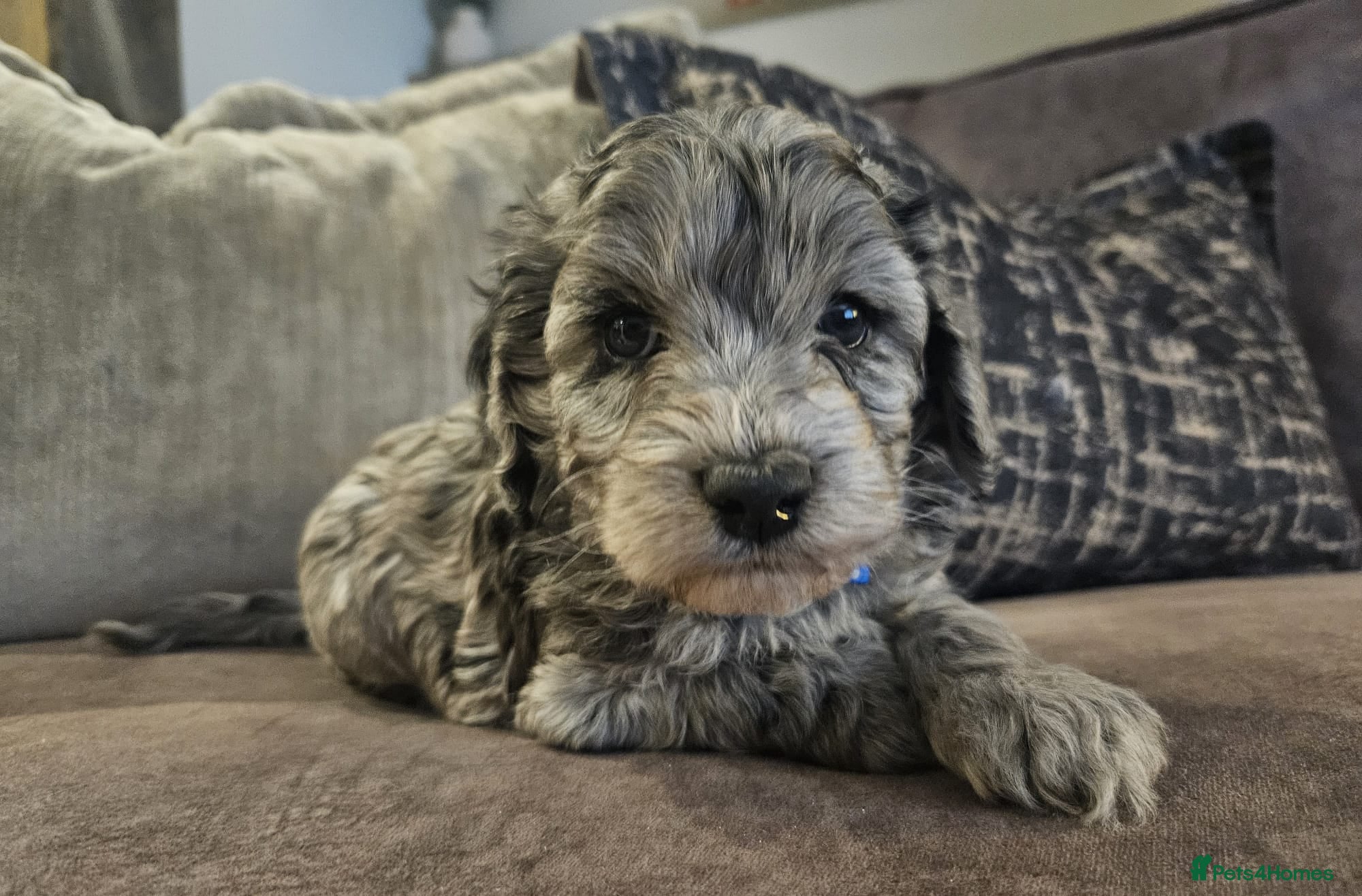 Cockapoo dogs Stunning cockapoo🖤🖤 - Advert 3