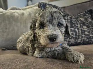 Cockapoo dogs Stunning cockapoo🖤🖤 - Advert 2