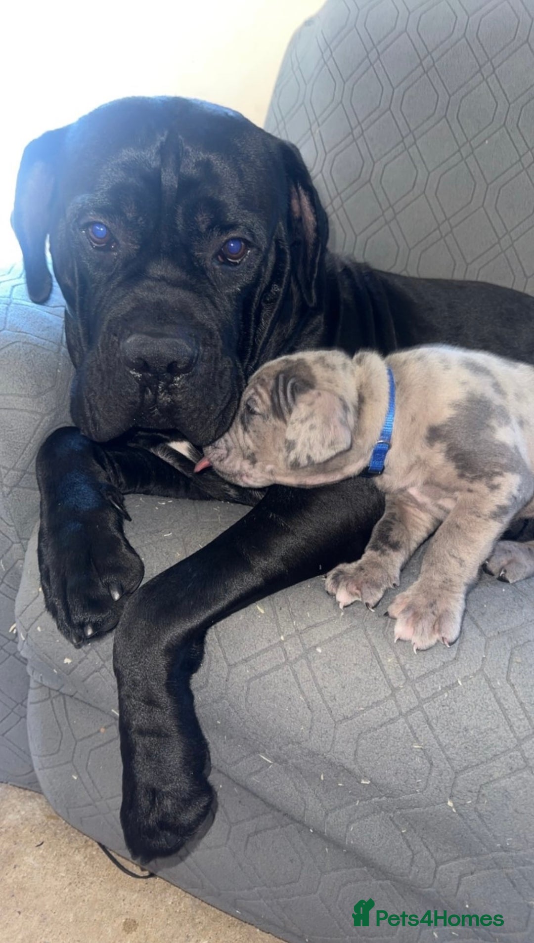 Cane Corso dogs for sale: Beautiful Cane Corso Puppies. - Advert 4
