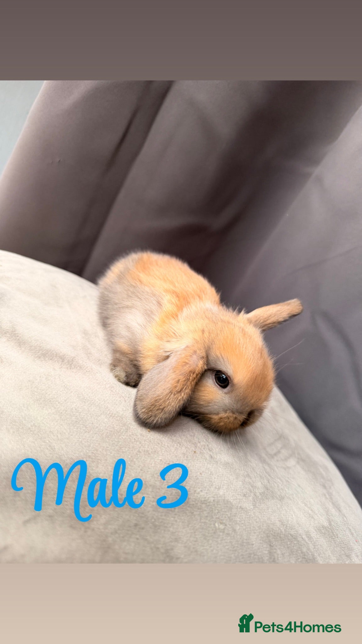 Mini Lop rabbits Bunnies ready next weekend  - Advert 2