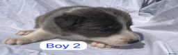 Border Collie dogs for sale: KC registered border collie puppies  - Advert 8