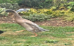 Ducks poultry for sale: Indian Runner Drakes - Image 5