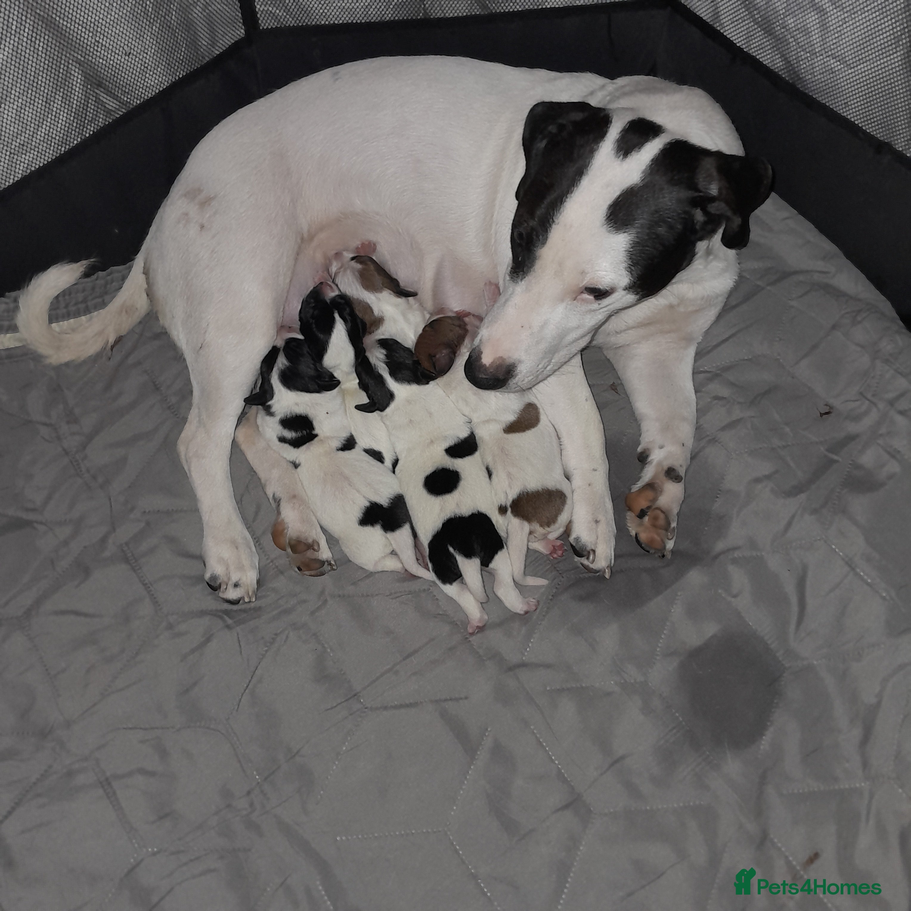 Jack Russell dogs Beautiful jack russell puppys  - Advert 1