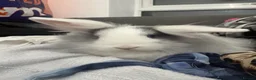 Mixed Breed rabbits for sale: 2 baby bunnies - Advert 2