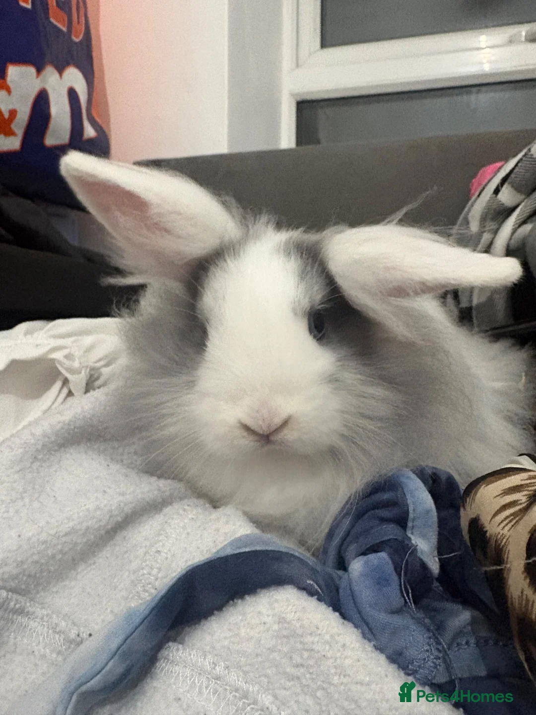 Mixed Breed rabbits for sale: 2 baby bunnies - Advert 2
