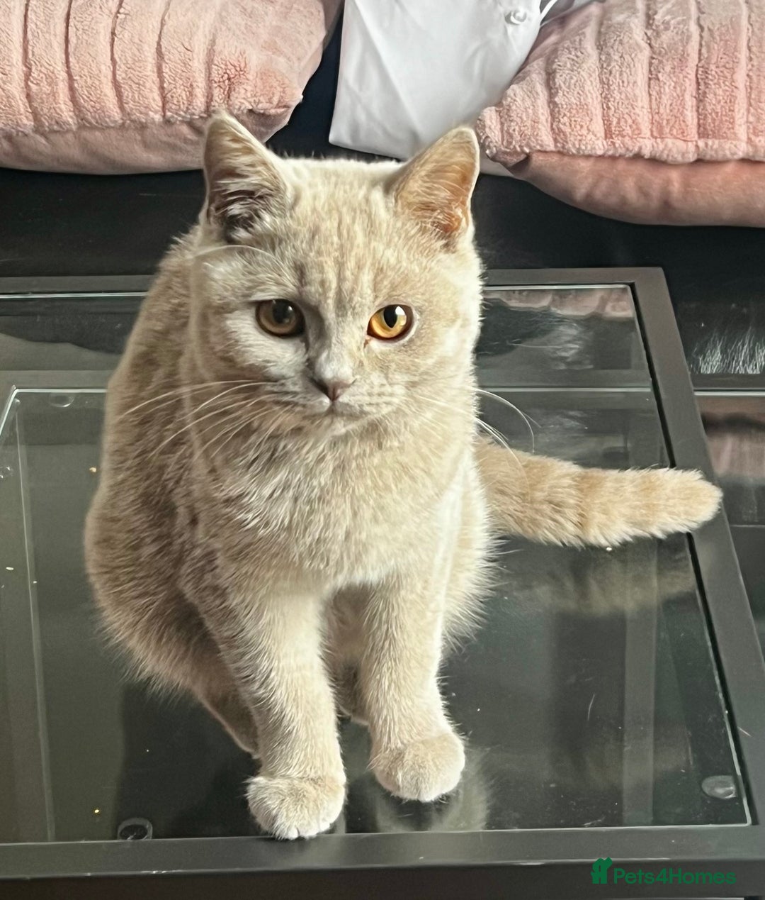 British Shorthair cats for sale: British Short Hair lilac female  - Image 2