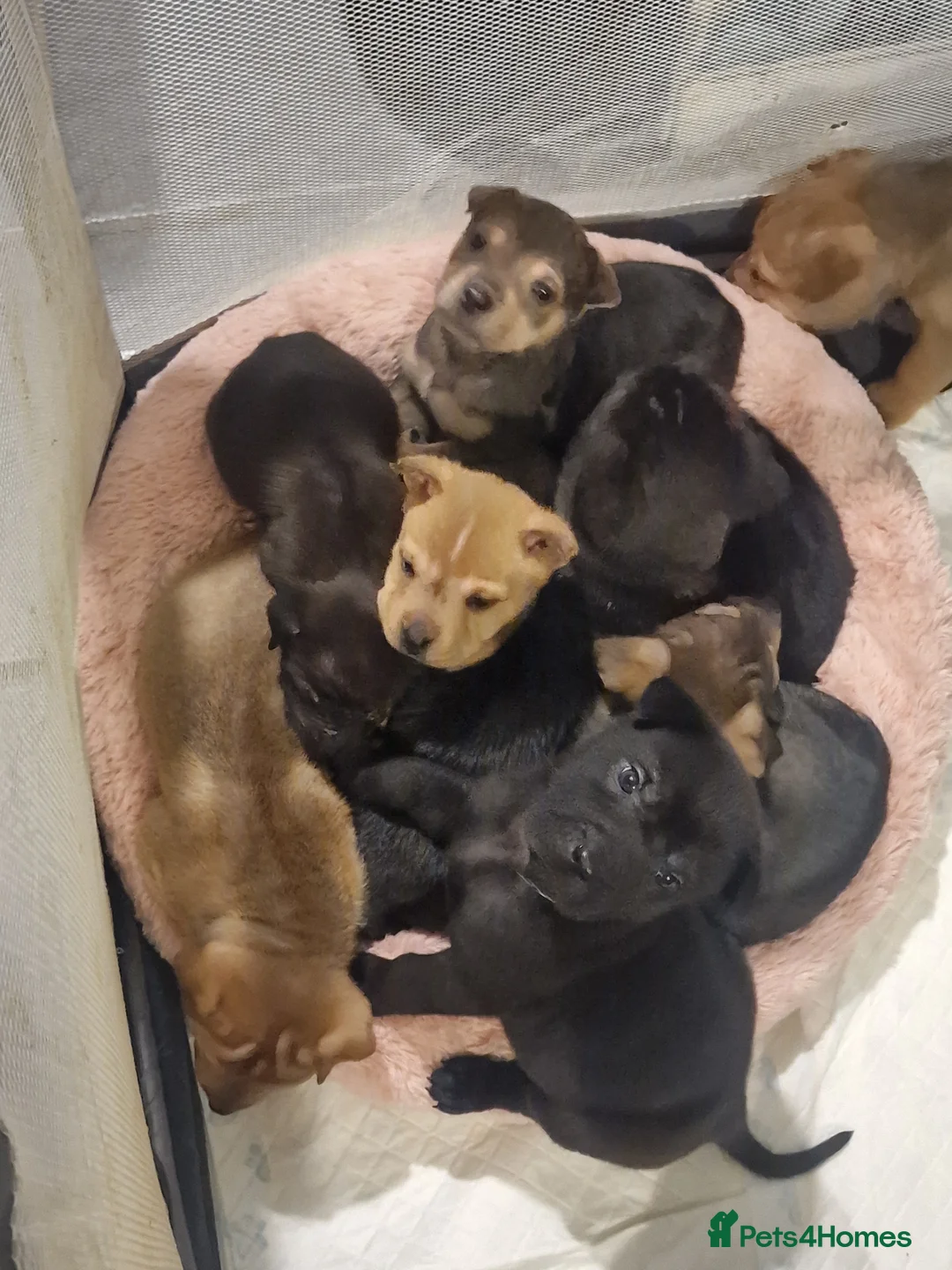 Mixed Breed dogs for sale: 11 chunky rottpei puppys  - Advert 14