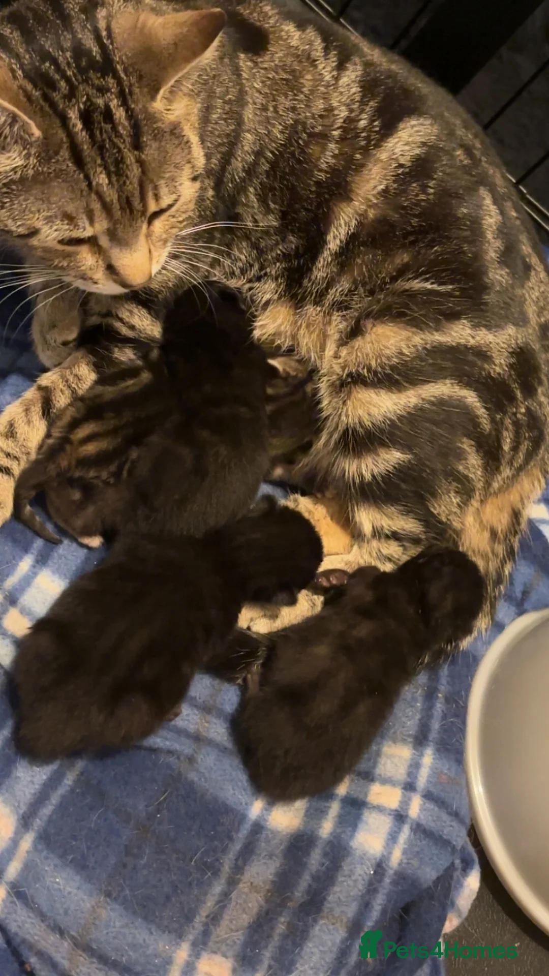 Mixed Breed cats for sale: Beautiful kittens - Advert 2