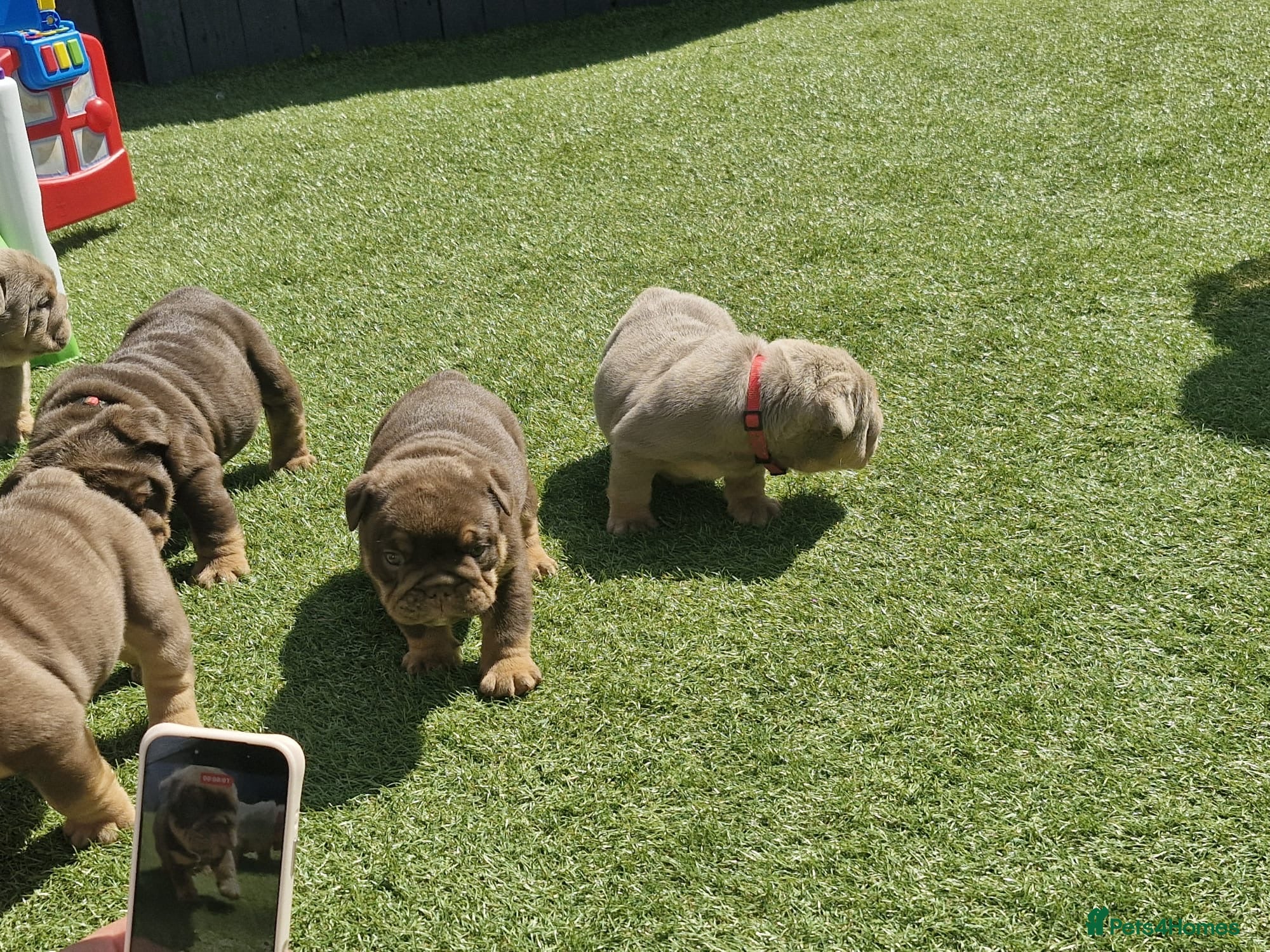 English Bulldog dogs English bulldog  - Advert 11