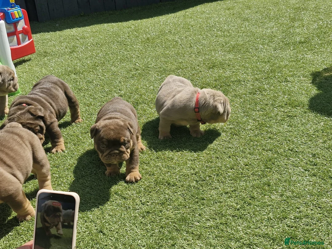 English Bulldog dogs for sale: English bulldog  - Advert 1
