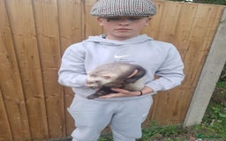 Ferret rodents for sale: Stunning ferret kits - Image 8